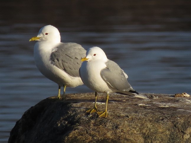 Nyhetsbild