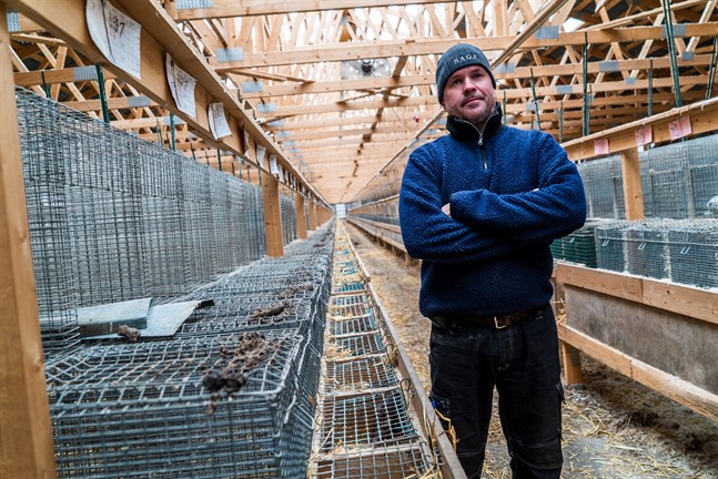 Jari Isosaari, styrelseordförande för Saga Furs, säger att bolaget inom kort meddelar hur den planerade pälsauktionen i april ska genomföras.