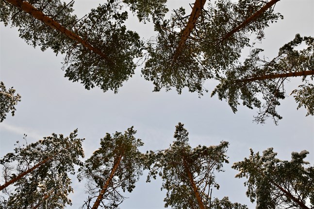 MTK och SLC vill bland annat att man fortsätter satsa på matexport och bygger mera hus i trä.