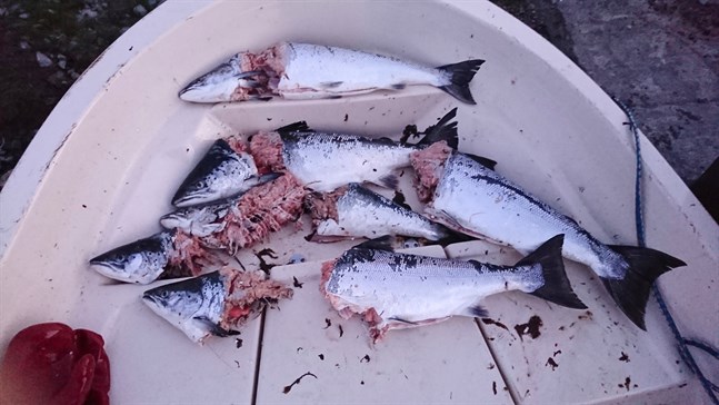 Finland borde ändra sin fiskepolitik så att vi först och främst vidtar åtgärder mot säl och skarv, skriver Håkan Forss. Så här ser det ut då sälen kommer åt lax i fällorna.