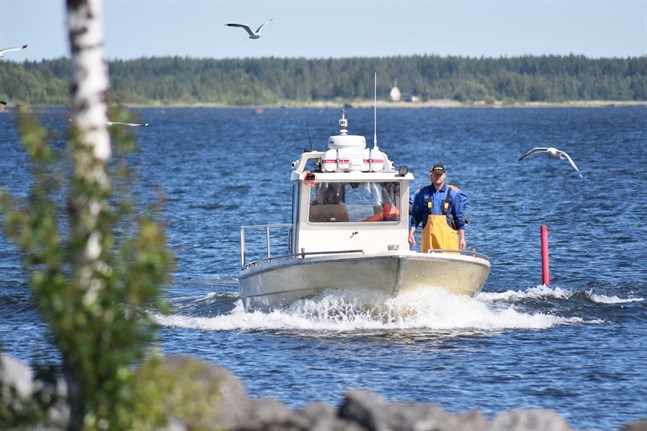 Leif Semskar har siktet på Ådö fiskehamn i Jakobstad. Dagens laxfångst var riktigt bra.