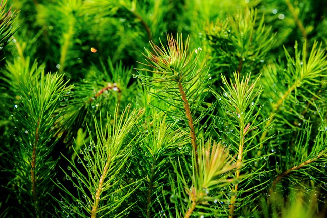 Granplantor. Arkivfoto.