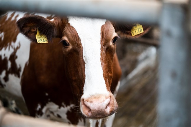 De vanligaste smittkällorna för salmonella är bland annat dåligt tillrett eller rått kött, opastöriserad mjölk och groddar.