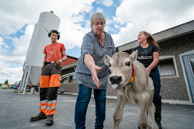 Några dagar gamla kalven Grålle är sällskaplig och nyfiken och kommer gärna ut och hälsar på Jeremias Nybacka, Marlene Nybacka och Wilma Enkvist som jobbar på gården på läroavtal.
