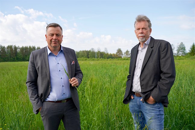 Kommundirektören Stefan Svenfors och koncernbolagens vd Kjell Gripenberg är omgiven av gräs, som ska bli den huvudsakliga råvaran i den planerade biogasanläggningen i Pedersöre.