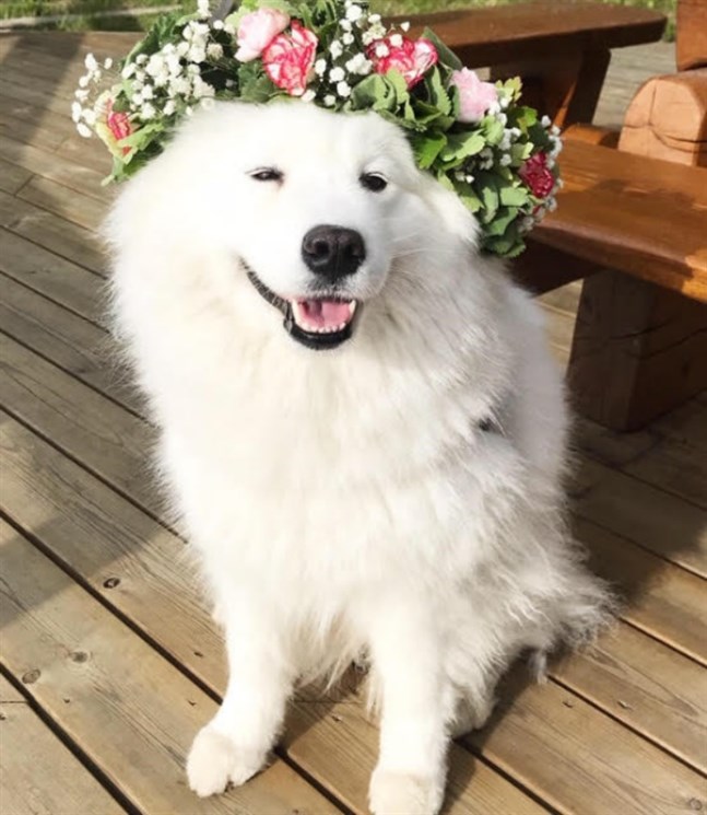 Hunden Rosie firar midsommar med sina vänner i Lepplax.