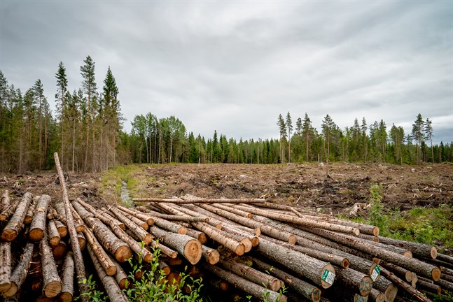 Sågstock är skogsägarnas huvudprodukt, påpekar Niclas Sjöskog, allt annat är sidoprodukter.