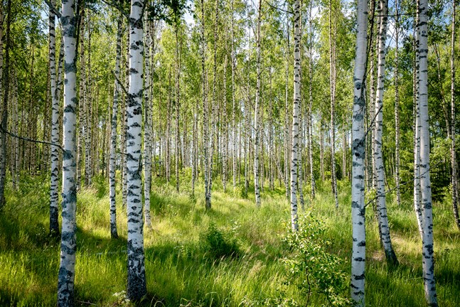 Nyhetsbild