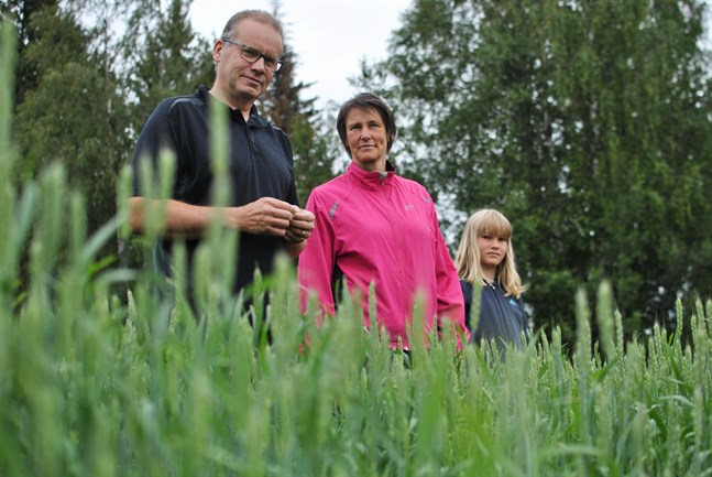 Per Johan och Annika Grannas i Vörå har odlat på ekologiskt vis i några år och i år säljer de sin andra ekologiska skörd. Deras dotter heter Alina.