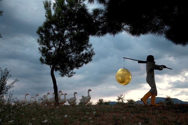 Bild från "Moon goose colony" av Agnes Meyer-Brandis, ett av verken som visas på utställningen "Moonlight" på Hasselblad center i Göteborg. Pressbild.