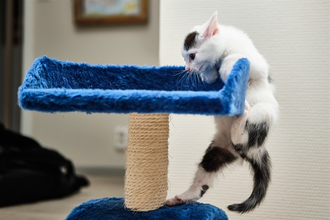 Arkivbild: Katt.