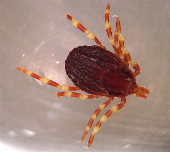 Borrelios kan ha spridits till följd av utveckling av biovapen i USA.