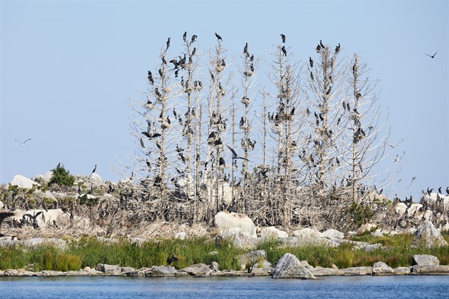 Den växande skarvpopulationen orsakar skador både för fiskerinäringen och omgivningen.