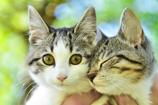 Vilda katter ska fångas in i Nykarleby och därför uppmanas kattägare att hålla sina katter inomhus.