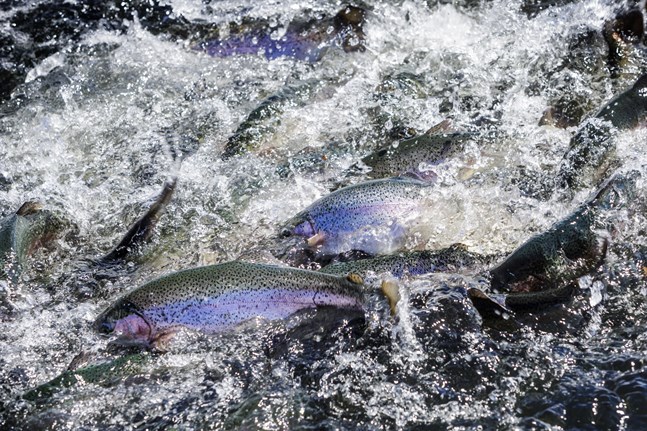 Ekofish sysslar med både odlad och vild fisk.