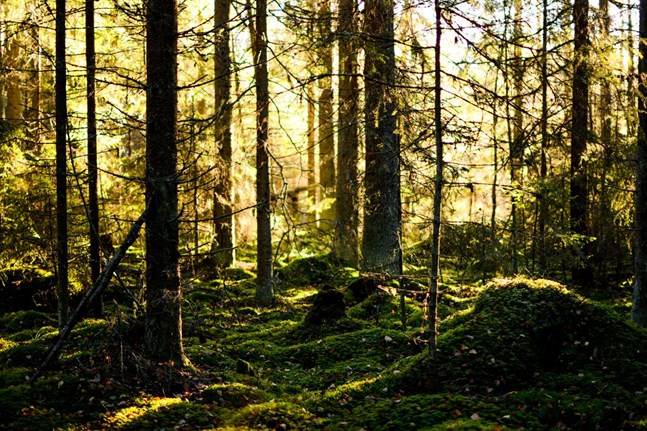 Människan mår bra av att vistas i skogen och den finska naturen lockar till sig allt mer besökare.