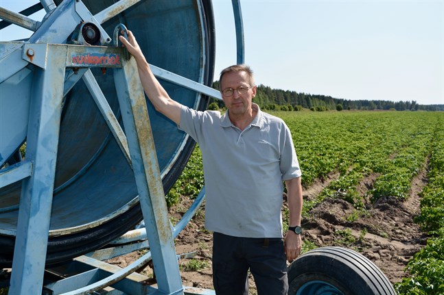 Just nu är det mycket jobb med bevattningen, uppger Jan Porander. Fukt binder värme, och hindrar potatisen från att frysa.