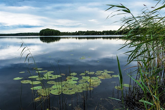 Problem med cyanobakterier vid Heimsjön kan tvinga simskolan att flytta.