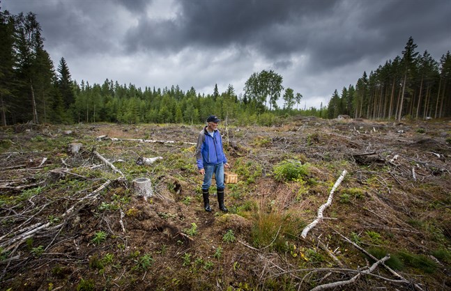 I snart femtio år har Allan Granfors rört sig i skogen i Västerhankmo. Här tar det länge innan den nya skogen växer upp, och det gamla svampbeståndet kommer aldrig tillbaka i sin ursprungliga form.