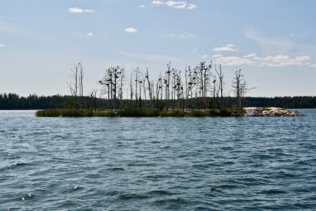 Ett skär förstört av skarvar. Skarvarnas spillning består till stor del av frätande ammoniak, vilket gör det svårt för växtligheten att klara sig.
