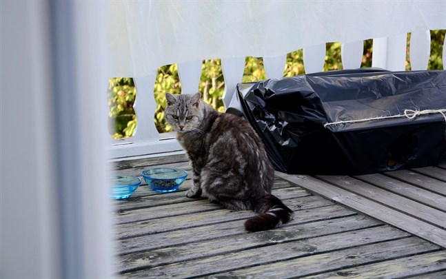 Just nu mår katten Kitty bra och hennes värden är stabilare.