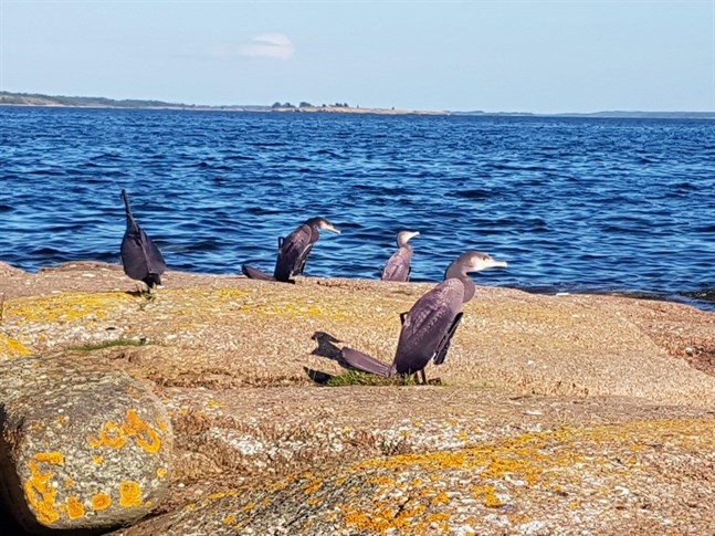 300-400 skarvar fälldes på Åland i helgen.