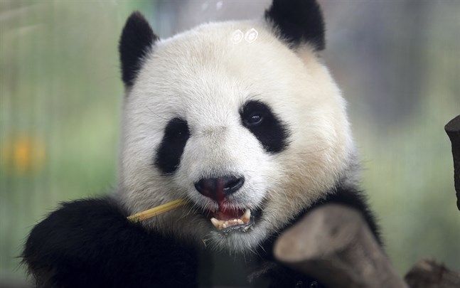 Jättepandan Meng Meng väntas föda en unge på Berlin zoo inom två veckor. Arkivbild.