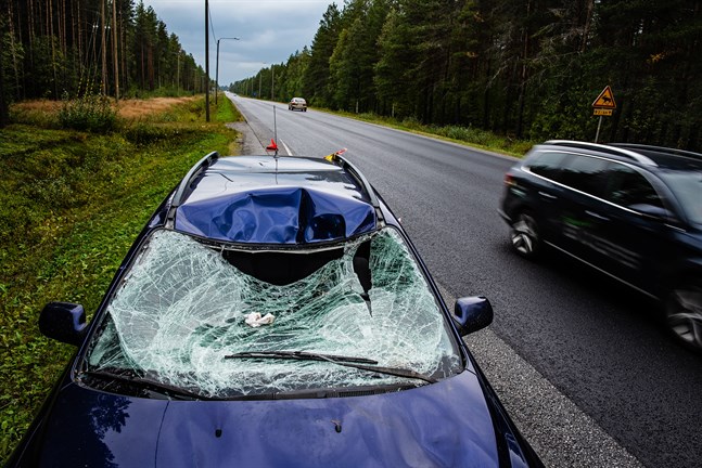 Den här älgolyckan inträffade i Kronoby i september i fjol. Lägg märke till skylten om viltvarning på platsen.