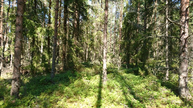 Nyhetsbild