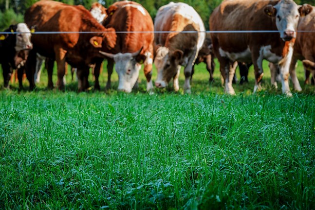 Eftersom Övningsskolan använder enbart inhemskt kött riktas bojkotten direkt mot de finländska och österbottniska mjölk- och köttgårdarna, skriver SLC-basen Mats Nylund.