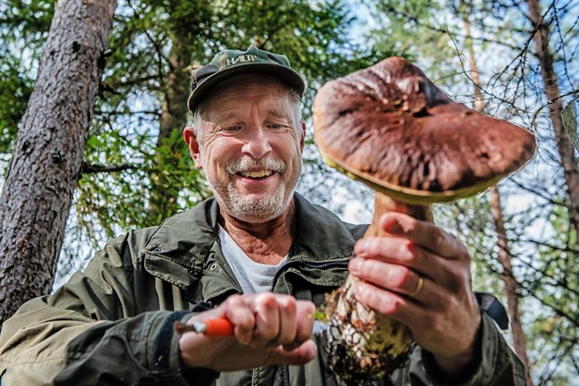 – Jag har aldrig sett ett sådant praktexemplar! Kenneth Bergroths glädje över den bamse-karljohan som fotografen hittar är påtaglig.