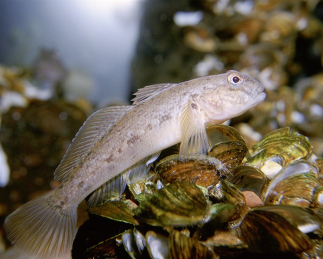 Svartmunnad smörbult är en invasiv art i svenska vatten, men också en utmärkt matfisk. Arkivbild.
