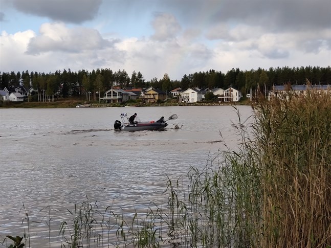 Sångsvanen fångades i Pirilöfjärden under söndagen.