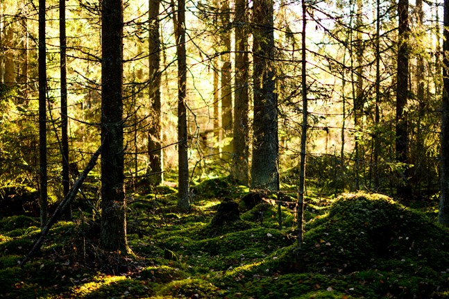 På några decennier har Finlands privata skogsägare åstadkommit en kolsänka som heter duga, en ökning av virkesförrådet från 1 350 miljoner kubikmeter till 2 300 miljoner kubik, skriver Andes Hjortman.