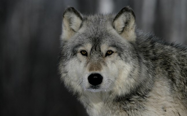 Vargkonfliken har blivit mera social, konstaterar Aku Ahlholm. Inte längre så mycket av "naturen kontra människan" utan mer av en konflikt bland människor.