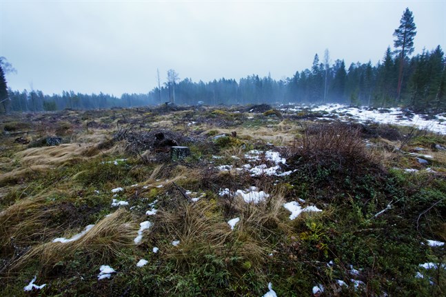 Efter en kalhuggning avger skogsbotten 3-10 ton koldioxid per hektar och år, skriver Daniel Paro.