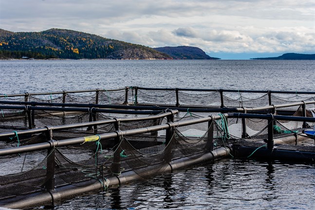 Finland vill satsa på fiskodling medan Sverige är skeptisk till odling i öppna kassar. Bild från Köpmanholmen i Örnsköldsvik.