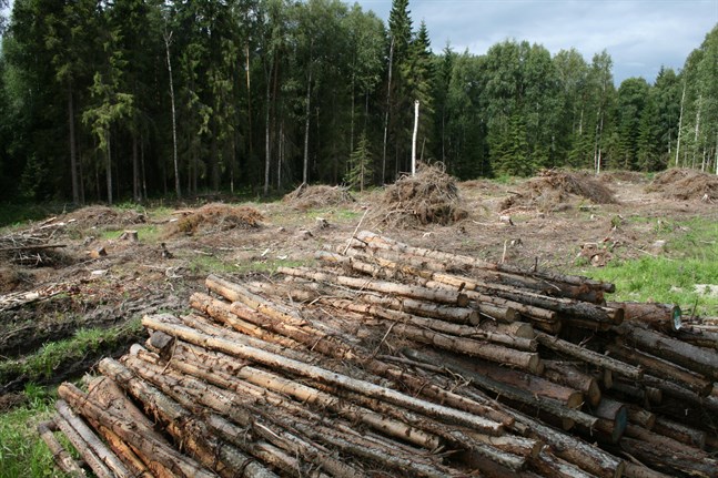 När skogsägaren får bestämma själv utrotas all växtlighet med grävmaskin, skogsharv eller högvändare, skriver Daniel Paro.
