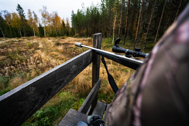 Tillgången på älg varierar och på vissa håll lyser älgarna nästan helt med sin frånvaro.