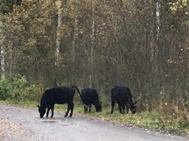 Kristian Wester har haft stora problem med sina kreatur. Här är tre av dem på rymmen.