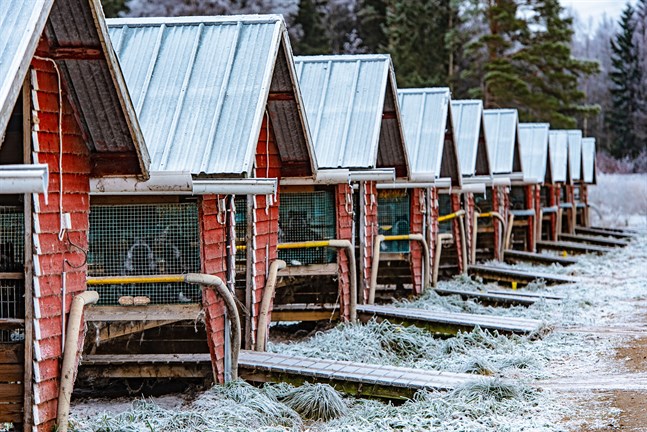 En större pälsfarm i Pedersöre försattes på egen begäran i konkurs av Österbottens tingsrätt i måndags. Farmen på bilden är inte den som finns i Bäckby, Esse.