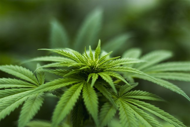 Enligt THL upplever ungdomar i grundskolan att det är enkelt att få tag på cannabis.
