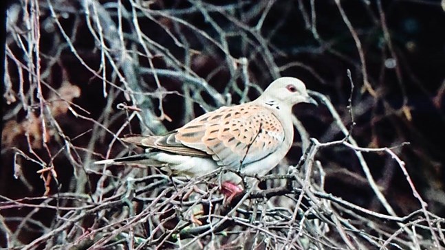 Den ovanliga turturduvan i Kronoby, fotograferad av Leo Saarijärvi från Jakobstad.