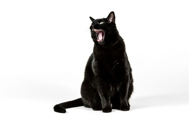 Räddningsverket försöker ta ner en trött och hungrig katt ur ett träd. Arkivbild.
