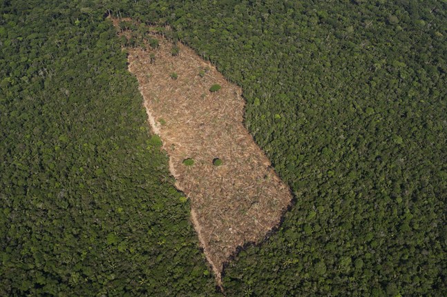 En bit avskogad mark mitt i djungeln i närheten av Porto Velho, Brasilien. Arkivbild.