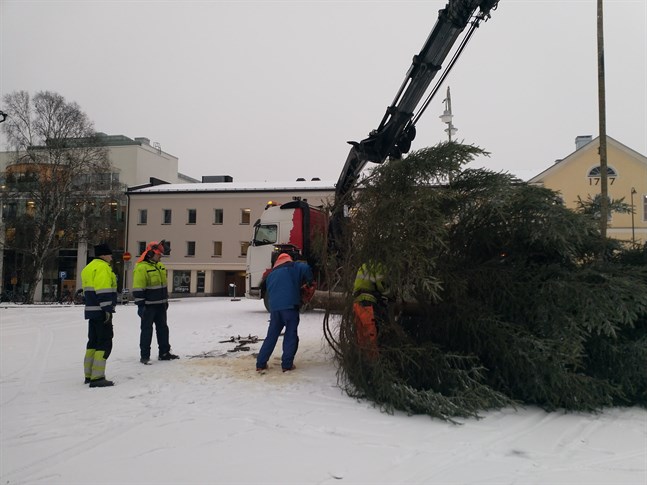 Alerte sätter upp granen på torget.
