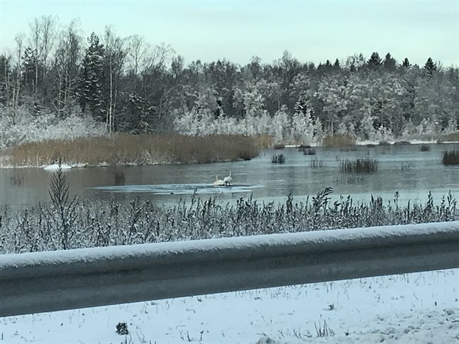 Svanarna såg ut att vara fastfrusna. Men när räddningsverket kom tog de till flykten.