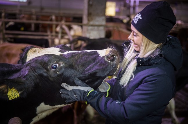 Byråkrati, import och låga producentpriser är böndernas gissel. Sofia Eriksson tycker ändå att det positiva väger upp – hon är fri och får göra det hon älskar.