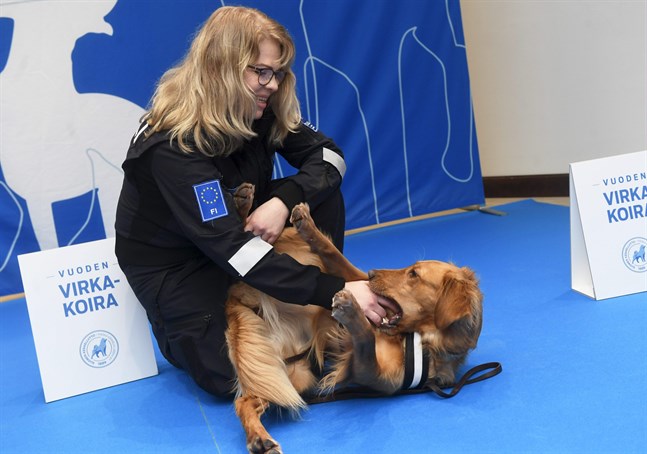 Årets tullhund heter Aino. Vanligtvis jobbar hon med att hitta mat. Här tuggar hon istället på föraren Seija Kontunen.