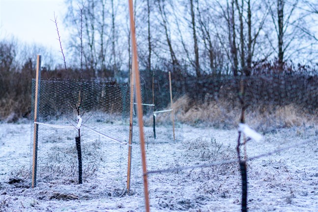 Fördelarna är många med att integrera träd i jordbruket. Här har fruktträd planterats på en åker.